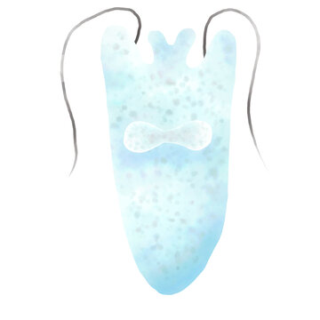 Euglena