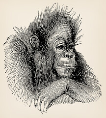 The head of young orangutan (Simia satyrus). Antique stylized illustration. © Sergey Kohl