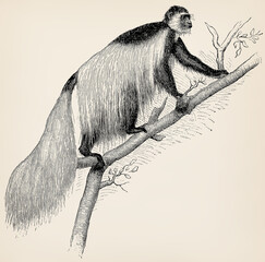 The mantled guereza (Colobus guereza). Antique stylized illustration.