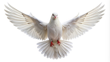 Naklejka premium white dove isolated on white