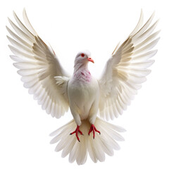 Fototapeta premium dove isolated on white