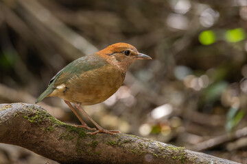 Rusty-naped Pitta perched on a tree trunk in the forest