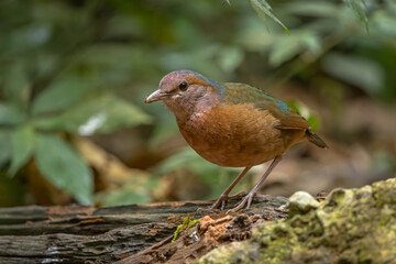 A male Rusty-naped Pitta perched on the forest floor