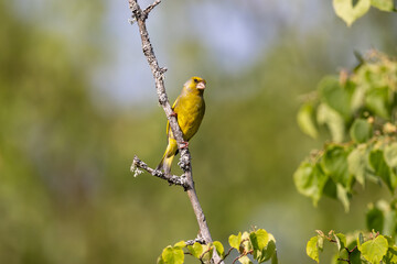 european greenfinch  on a branch