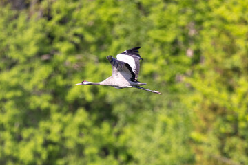 Common crane in flight
