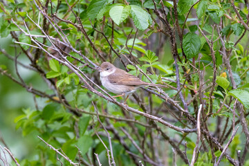Whitethroat on a branch