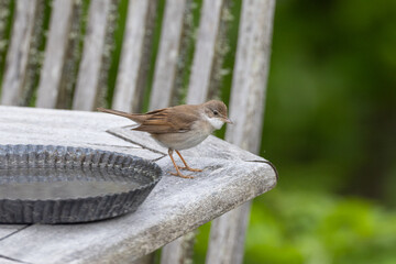 Whitethroat in the garden