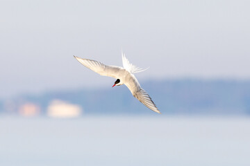 Arctic tern in flight