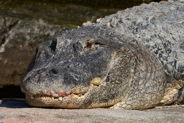 Different animals such as crocodiles, turtles, parrots, parrots, vipers, swans, exotic fish, herons...