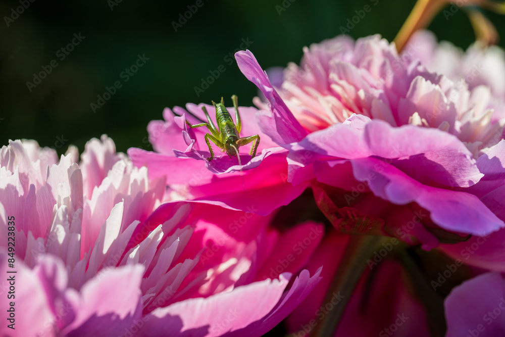 Wall mural green grasshopper on pink peony flower close up