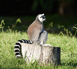 Different animals such as crocodiles, turtles, parrots, parrots, vipers, swans, exotic fish, herons in a reservoir park