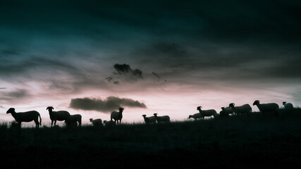 Lakeland Sheep