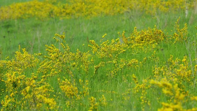 Yellow Broom Cytisus Flowers. Coronilla Florida Bloom In Garden. Yellow Petals Of Blooming Cytisus Flowers.
