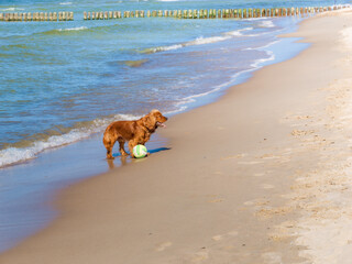 Red English Cocker Spaniel dog with a ball on the beach of the Baltic Sea, hunting dogs with long ears. Domestic pet. Friend of human