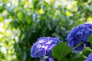 青い紫陽花