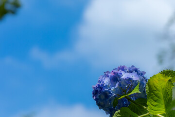 青い紫陽花と青空
