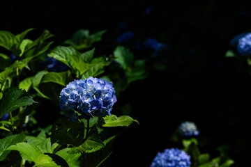 青い紫陽花
