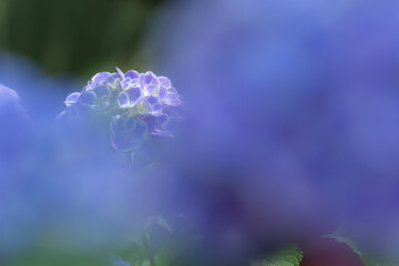 青い紫陽花