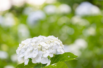 白い紫陽花