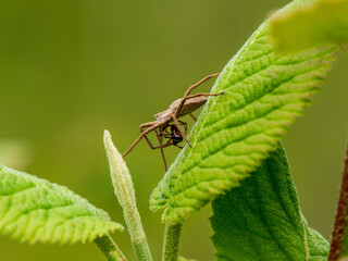 Nursery Web Spider Predating Another Spider