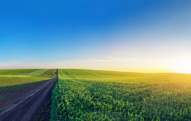 Green endless field with blooming peas, blue sky on horizon and country road. Agricultural landscape