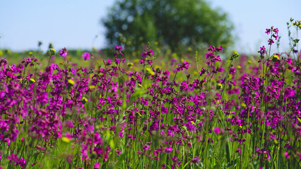 Naklejka premium background with bright flowers on the field Viscaria vulgaris. Landscape with blooming purple, magenta and pink sticky catch of Viscaria vulgaris, field with tree in the background. selective focus
