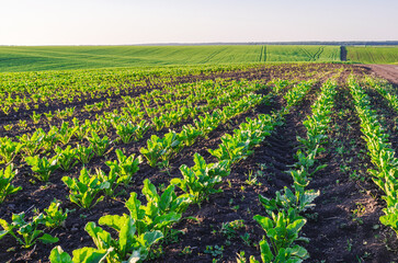 View of field with beet seedlings in fertile soil illuminated by sun. Photo of rows in perspective.