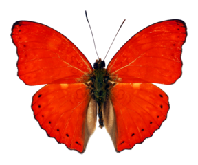 Red  butterfly Cymothoe excelsa isolated on transparent, close-up, macro. Design element. Nymphalidae, collection butterflies, insects.