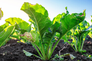 Pest control. Powdery mildew, fungal disease caused by Erysiphe betae, affects sugar beet leaves.