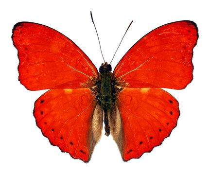 Red  butterfly Cymothoe excelsa isolated on transparent, close-up, macro. Design element. Nymphalidae, collection butterflies, insects.