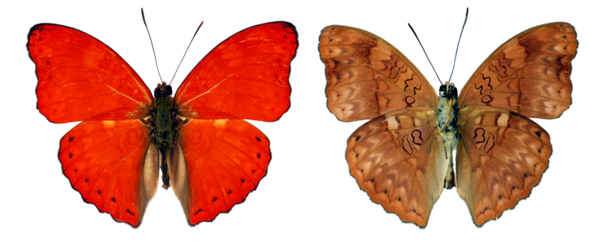 Red butterfly Cymothoe excelsa isolated on transparent, close-up, macro. Design element. Nymphalidae, collection butterflies, insects.