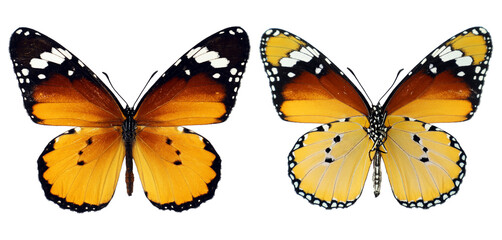 Orange colorful butterfly Danaus chrysippus Plain Tiger, African Monarch isolated on transparent, close-up, macro. Design element. Danaidae, collection butterflies, insects. 