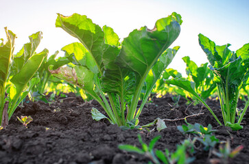 Powdery mildew, fungal disease caused by Erysiphe betae, affects sugar beet leaves. Pest control.