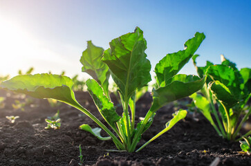 Green beet leaves illuminated by sun. Agricultural background sugar beets. Selective focus. Closeup.