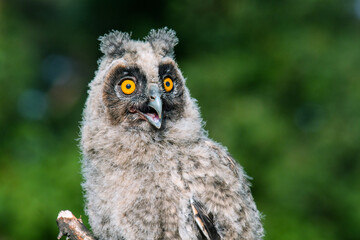 great horned owl