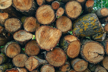 Wall of cut logs with bark and texture of tree rings. Background of cross-section cylindrical logs.
