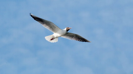 seagull in flight