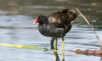 winged stilt