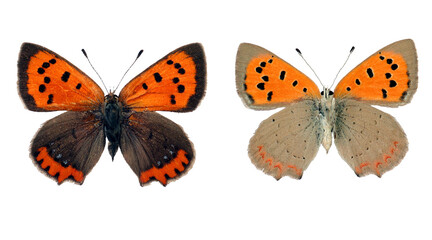 Red orange butterfly Lycaena phlaeas Small copper isolated on transparent, close-up, macro. Design...