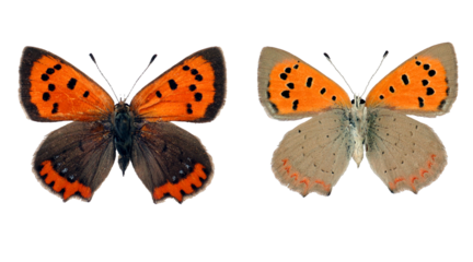 Red orange butterfly Lycaena phlaeas Small copper isolated on transparent, close-up, macro. Design element. Lycaenidae, collection butterflies, insects.