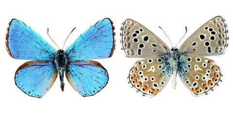Shiny iridescent blue butterfly Lycaena Polyommatus icarus Common blue isolated on transparent,...