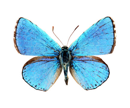 Shiny iridescent blue butterfly Lycaena Polyommatus icarus Common blue isolated on transparent, close-up, macro. Design element. Lycaenidae, collection butterflies, insects.