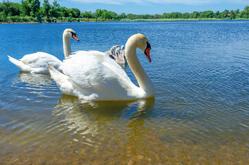 Swan parents with small babies swim in water. Pond with swans. Wild nature. Environmental Protection