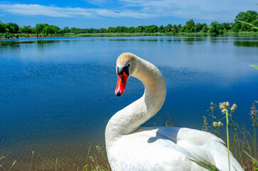 Obraz premium Portrait of white swan with an orange beak. Swan's head is elegantly curved. Looking into camera.