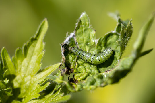 Green leafworm caterpillar on a delphinium plant