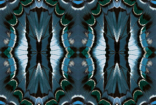 Unusual original blue patterns texture of butterfly wings Polyura, creative pattern, for design, decoration of fabric, ceramics, decorative element, optical effect, for notebook covers, phone case