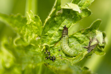 Green leafworm caterpillar on a delphinium plant
