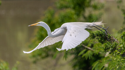 Bird in the Wild