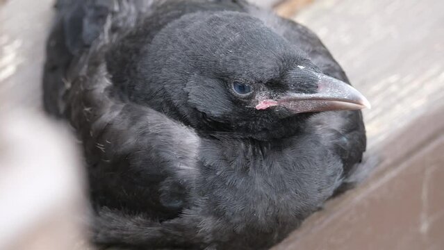 A crow is a bird of the genus Corvus, or more broadly a synonym for all of Corvus. The word "crow" is used as part of the common name of many species. 