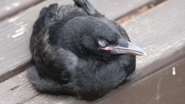 A crow is a bird of the genus Corvus, or more broadly a synonym for all of Corvus. The word "crow" is used as part of the common name of many species. 